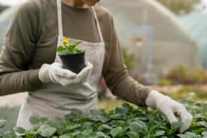professionnel de l'horticulture