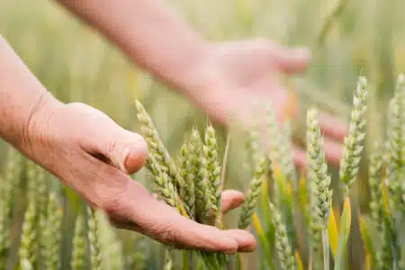agronomie, culture de céréales