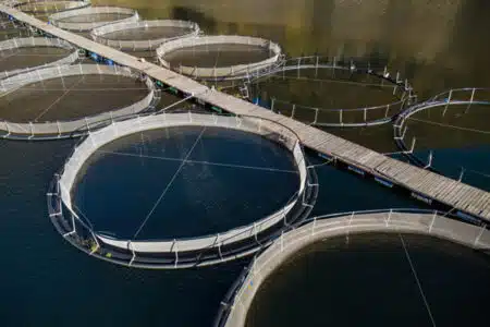 aquaculture et ferme piscicole en vue aérienne