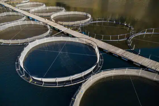 aquaculture et ferme piscicole en vue aérienne