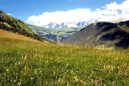 écologie des prairies de Savoie