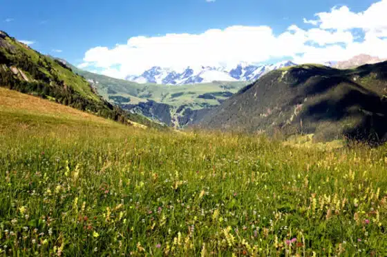 écologie des prairies de Savoie
