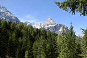 forêts de montagnes
