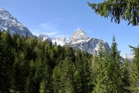 forêts de montagnes