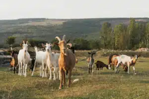 éco-pâturage avec des chèvres