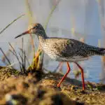 petit oiseau barge, un limicole