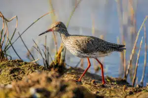 petit oiseau barge, un limicole
