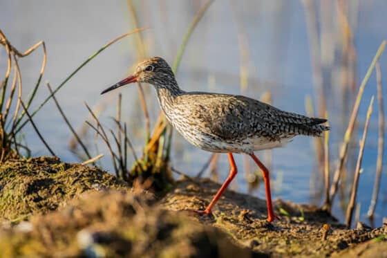 petit oiseau barge, un limicole