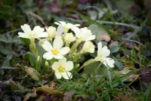 photo naturaliste de primevères blanches