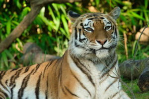 Soigneur animalier 3 tigre de Sibérie