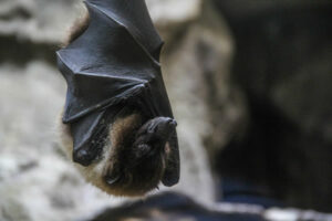 Chiroptérologue ou biologiste des chauves-souris 2 chauve-souris endormie