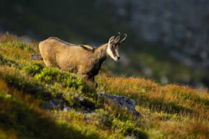 écologie du chamois