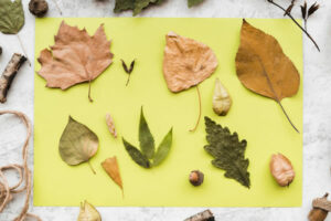 éducation nature : feuilles d'arbres séchées