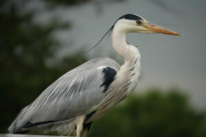 ornithologue : héron en gros plan