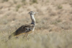 outarde dans un champ