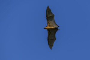 Chiroptérologue ou biologiste des chauves-souris 1 renard volant aux îles Maldives