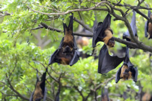Chiroptérologue ou biologiste des chauves-souris 3 renards-volants noirs suspendus dans un arbre