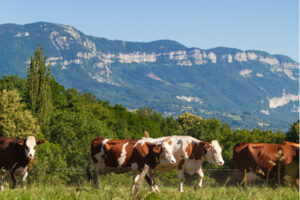 Agriculture et environnement : quels métiers, quelles perspectives en France ? 4 élevage de bovins