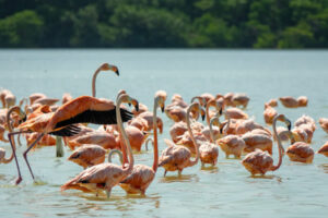 Guide nature / Guide naturaliste 2 flamants roses dans la nature