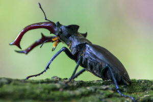 Entomologiste, spécialiste des insectes 6 insecte lucane