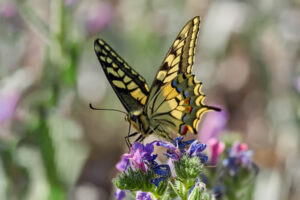Entomologiste, spécialiste des insectes 4 papillon machaon butinant une fleur