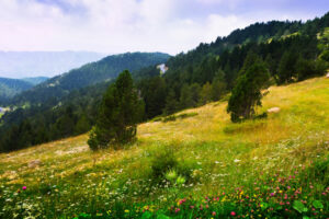 paysage montagneux des Pyrénées et phytosociologie