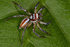 Araignée sauteuse mâle adulte du genre Chira