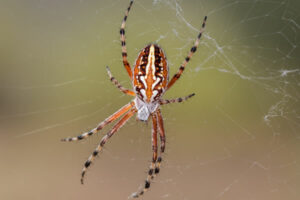 devenir aranéologue arachnologue