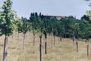 recherche en agroforesterie : parcelle agroforestière dans l'Aude
