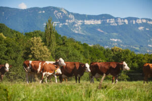 agriculture et polyculture élevage