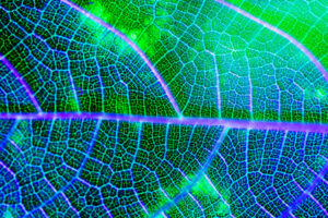 écologie végétale et génomique