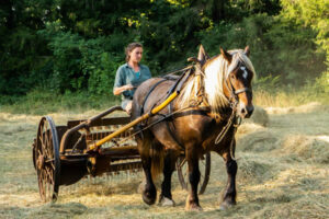 Lucie et Ulysse andainent