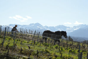 Lucie et Goliath travaillent dans le vignoble de Savoie