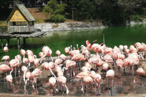 animaux au zoo de la Palmyre : flamants roses
