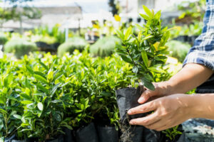 Jeune professionnel manipulant des plants en pépinière dans le cadre d’un métier de l’environnement accessible sans le bac