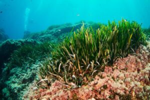 écologie sous-marine : posidonies en Méditerranée