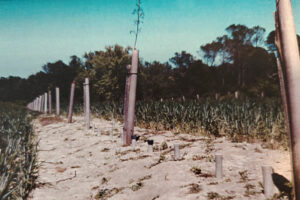 conseil en gestion de parcelles en agroforesterie