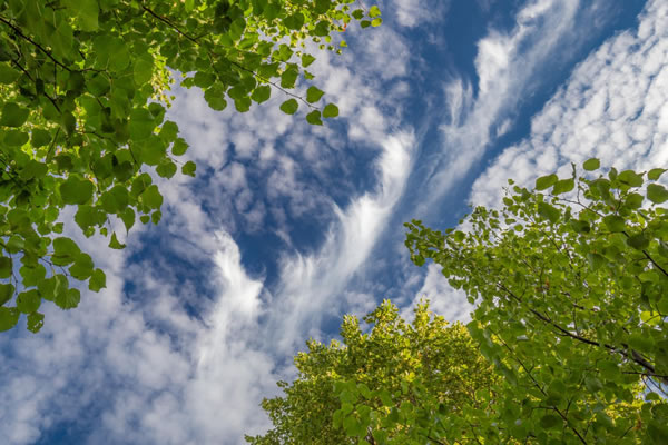 Ciel et canopée illustrant les enjeux liés au changement climatique