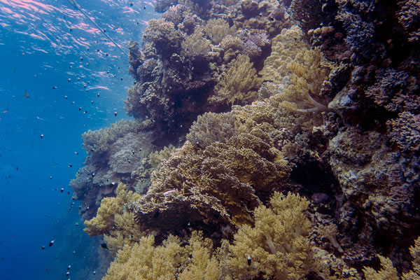 Master Marine Ecology and Biology 2 Récif corallien, écosystème emblématique de la biodiversité marine