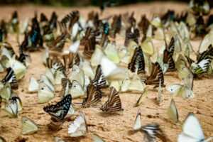 Diversité de papillons, illustration de la biodiversité et de l'évolution des espèces