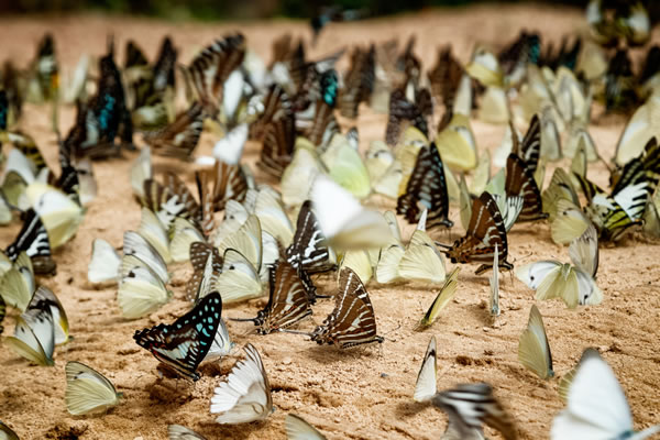 Master Evolutionary Biology 1 Diversité de papillons, illustration de la biodiversité et de l'évolution des espèces