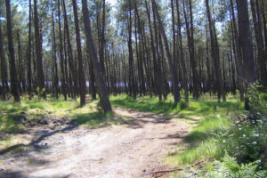 DFCI dans la forêt des Landes