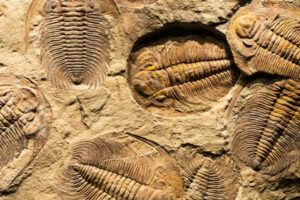 Fossiles de trilobites – formation en systématique, Évolution et Paléontologie