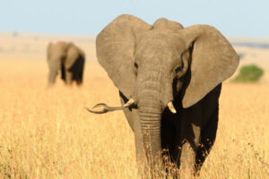 Éléphant d’Afrique – Journée mondiale de l’éléphant