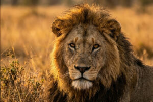 Lion mâle dans son habitat naturel