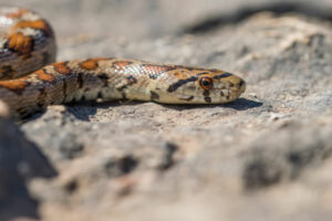 Serpent – Journée mondiale du serpent du 16 juillet