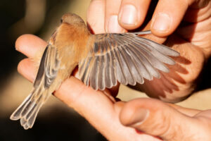 Oiseau sauvage recueilli et examen de son aile