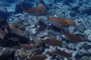Poissons et biodiversité d’un écosystème marin aux Îles Canaries