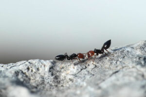 Métier : Myrmécologue, spécialiste des fourmis 1 Le métier de myrmécologue, spécialiste des fourmis