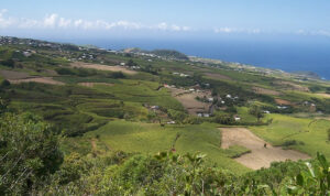 SugarCaneFields ReunionIsland